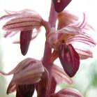Striped coralroot: flowers