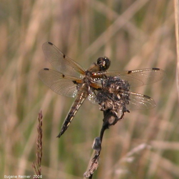 IMG 2008-Jun16 at the Richard + Natalie Gordon SilverBog near SilverRidge:  Four-spotted skimmer dragonfly (Libellula quadrimaculata)?