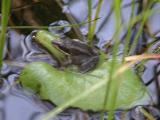 Boreal chorus frog: on leaf