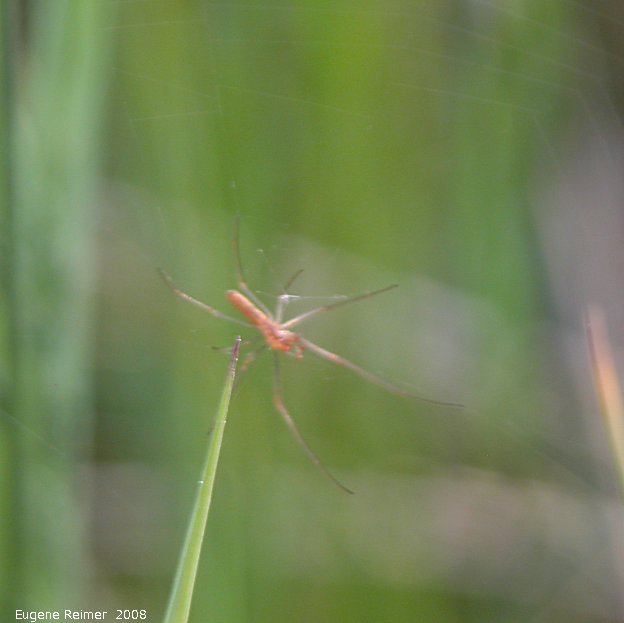 IMG 2008-Jun16 at the Richard + Natalie Gordon SilverBog near SilverRidge:  Long-jawed orb-weaver spider (Tetragnathidae sp)
