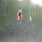 2008jun16 at the Richard + Natalie Gordon SilverBog near SilverRidge:  Furrow orb-weaver=Larinioides-cornutus(Araneidae-family) red+black spider with web