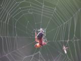 Furrow orb-weaver=Larinioides-cornutus(Araneidae-family): red+black spider with web