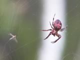 2008jun16 at the Richard + Natalie Gordon SilverBog near SilverRidge:  Furrow orb-weaver=Larinioides-cornutus(Araneidae-family) red+black spider with fly