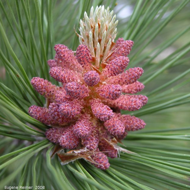 IMG 2008-Jun21 at near junction of PR210 and PR404:  Red pine (Pinus resinosa) flower closer