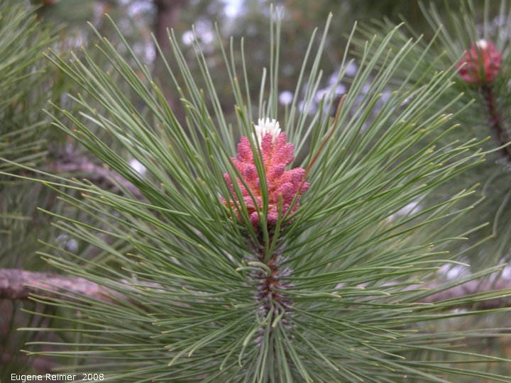 IMG 2008-Jun21 at near junction of PR210 and PR404:  Red pine (Pinus resinosa) flower