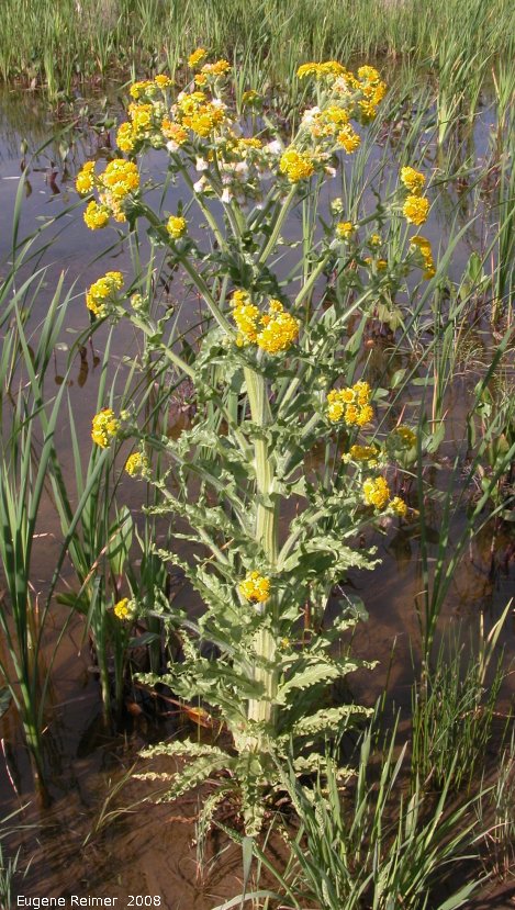 IMG 2008-Jun23 at near Wapella SK:&nbsp; Marsh ragwort (Senecio congestus) plant