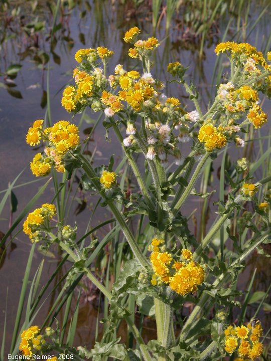 IMG 2008-Jun23 at near Wapella SK:&nbsp; Marsh ragwort (Senecio congestus) flowers