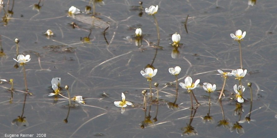 IMG 2008-Jun23 at near Wapella SK:&nbsp; Gmelins buttercup (Ranunculus gmelinii)? flowers