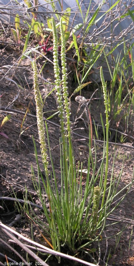 IMG 2008-Jun23 at near Wapella SK:&nbsp; Saline plantain (Plantago eriopoda)