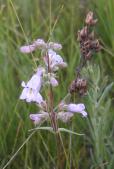 Lilac-flowered beardtongue=Penstemon gracilis: flowers