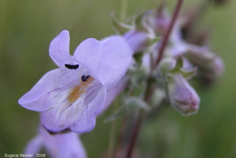 IMG 2008-Jun24 at near Paynton SK:  Lilac-flowered beardtongue (Penstemon gracilis) flower closeup