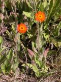 Orange hawkweed=Devils paintbrush=Hieracium aurantiacum: plant