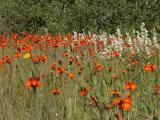 Orange hawkweed=Devils paintbrush=Hieracium aurantiacum: field of