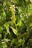 Long-bracted orchid: plant