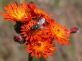 2008jun25 at Hwy43 near RngRd33:  Orange hawkweed=Devils paintbrush=Hieracium aurantiacum flowers with fly