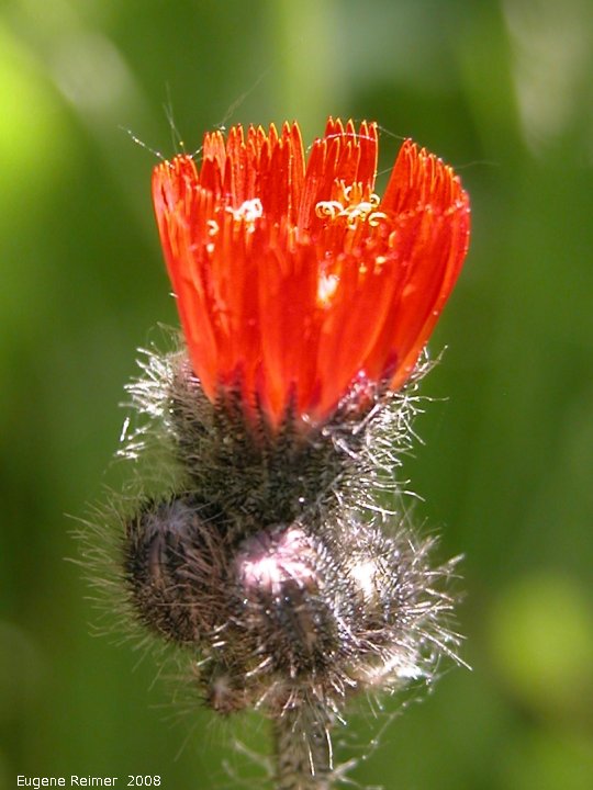 IMG 2008-Jun25 at Hwy43 near RngRd33:&nbsp; Orange hawkweed (Hieracium aurantiacum) buds