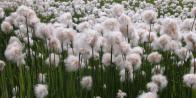 Cotton grass: seed-stage many