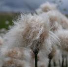 Cotton grass: seed-stage