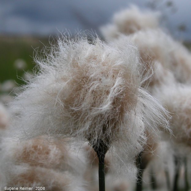 IMG 2008-Jun25 at Hwy43 NW of Mayerthorpe AB:  Cotton grass (Eriophorum angustifolium) seed-stage