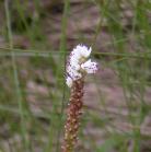 Alpine bistort=Polygonum viviparum?: flowers