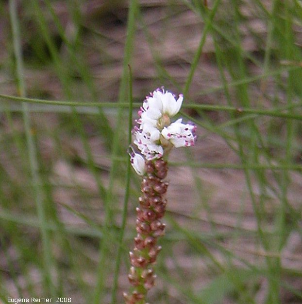 IMG 2008-Jun25 at Hwy43 near FoxCreek:  Alpine bistort (Polygonum viviparum)? flowers