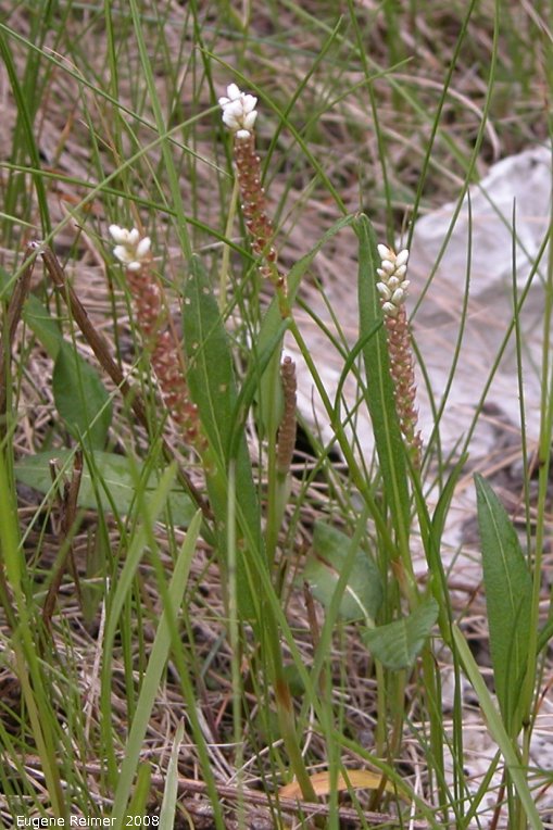 IMG 2008-Jun25 at Hwy43 near FoxCreek:  Alpine bistort (Polygonum viviparum)? clump