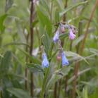 Tall bluebell=Tall lungwort=Mertensia paniculata: flowers