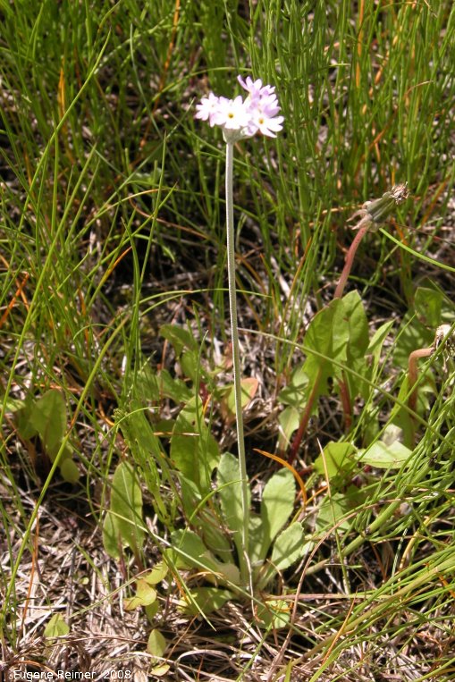 IMG 2008-Jun25 at Hwy43 near FoxCreek:  Greenland primrose (Primula egaliksensis) plant
