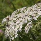Cow parsnip: flowers with flies