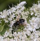 Syrphid-fly: on CowParsnip