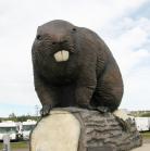 the: Beaverlodge beaver front view