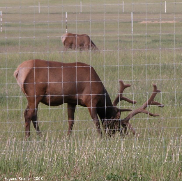 IMG 2008-Jun25 at Elk-farm near Beaverlodge AB:  Elk (Cervus canadensis) on farm