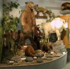 museum-display: large mammals