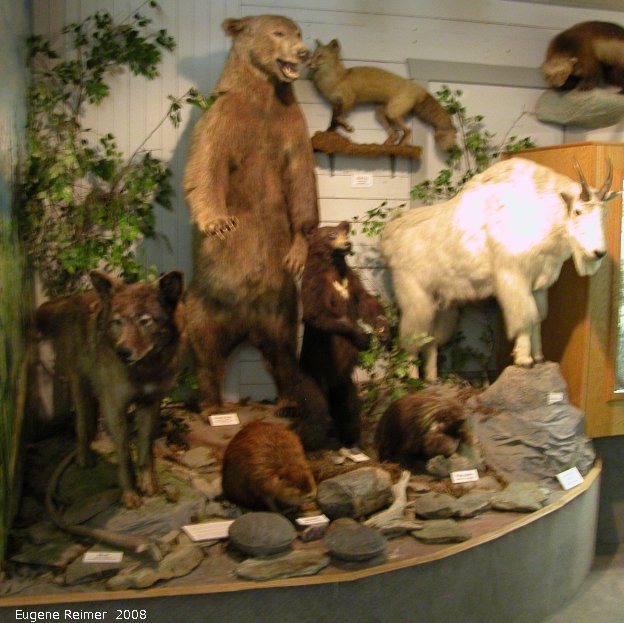 IMG 2008-Jun26 at DawsonCreek BC:&nbsp; museum-display large Mammal (Mammalia sp) species