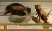 museum-display: mustelids