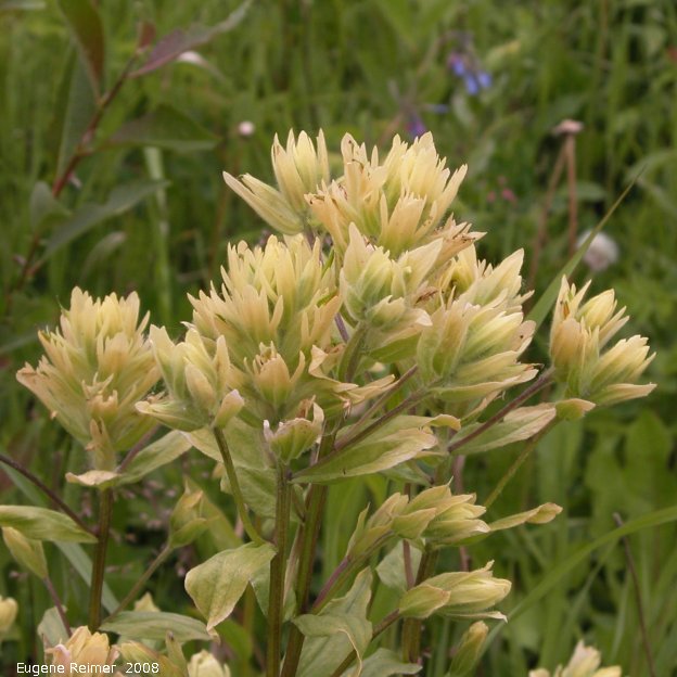 IMG 2008-Jun26 at AlaskaHwy NW of DawsonCreek BC:&nbsp; Sulpher paintbrush (Castilleja sulphurea) flowers