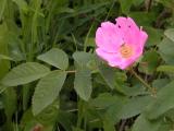Prickly rose:
