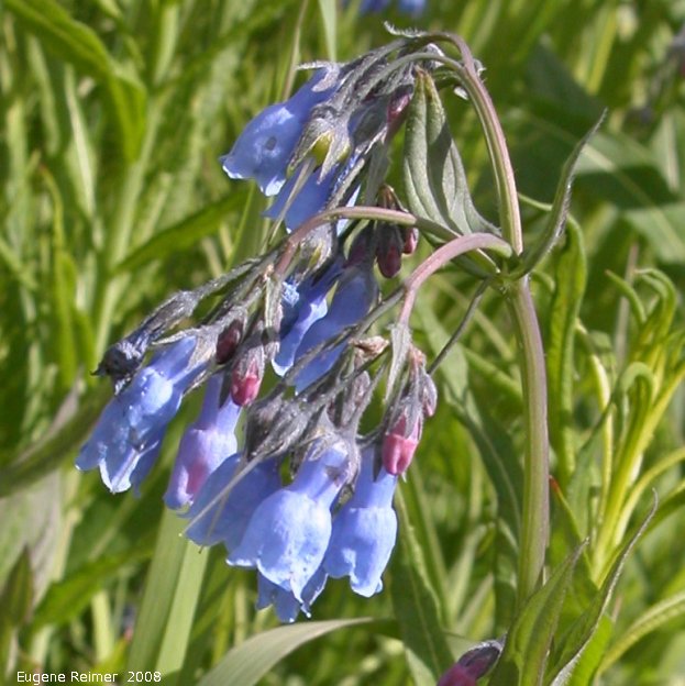 IMG 2008-Jun26 at AlaskaHwy NW of DawsonCreek BC:&nbsp; Small mertensia (Mertensia longiflora)? flowers