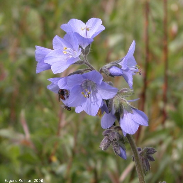 IMG 2008-Jun26 at AlaskaHwy NW of DawsonCreek BC:&nbsp; Jacobs-ladder (Polemonium sp) flowers