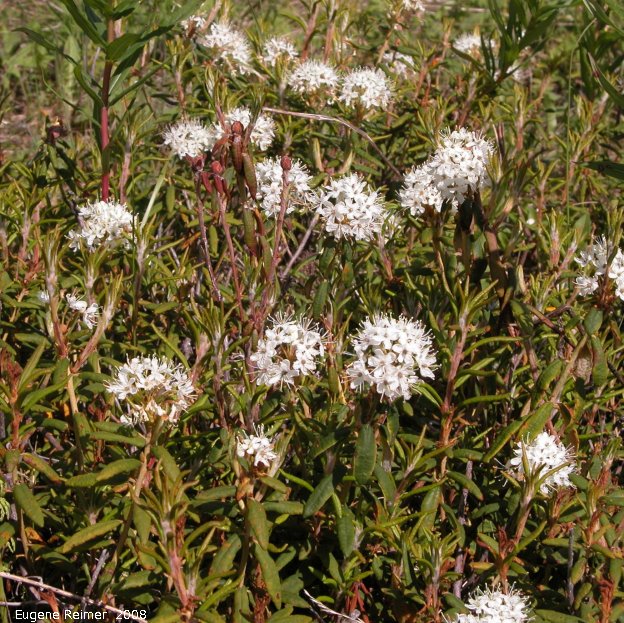 IMG 2008-Jun26 at AlaskaHwy NW of DawsonCreek BC:&nbsp; Alpine labrador-tea (Ledum decumbens) clump