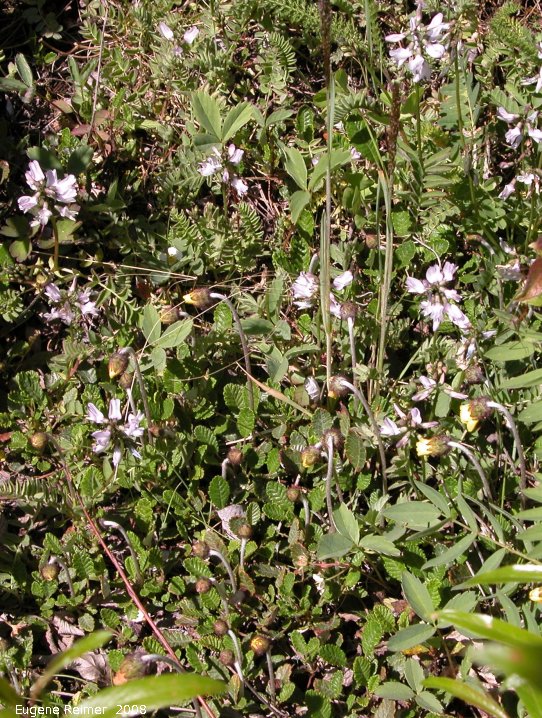 IMG 2008-Jun27 at AlaskaHwy NW of TetsaRiver:&nbsp; Alpine milk-vetch (Astragalus alpinus) and Yellow mountain-avens (Dryas drummondii)