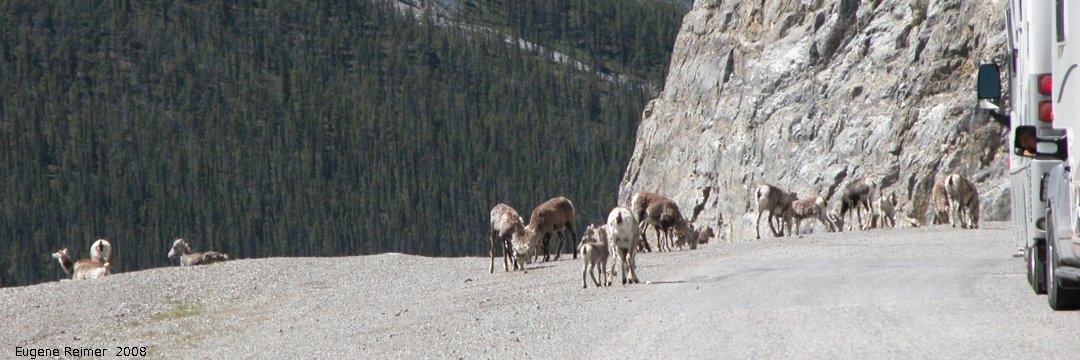 IMG 2008-Jun27 at StoneMountainProvincialPark:&nbsp; Stone sheep (Ovis stonei) rams and ewes