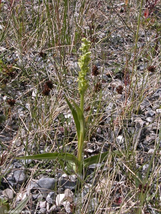 IMG 2008-Jun27 at ToadRiverProvincialPark:  Northern green bog-orchid (Platanthera aquilonis)