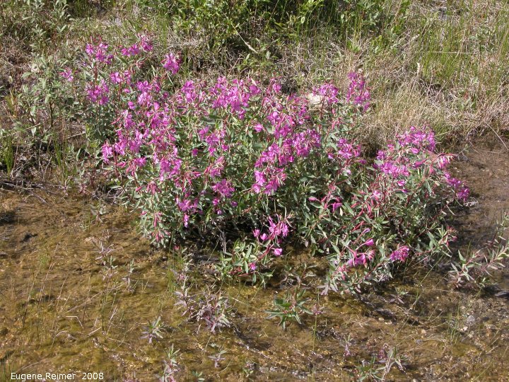 IMG 2008-Jun27 at ToadRiverProvincialPark:&nbsp; River-beauty=Broad-leaved fireweed (Epilobium latifolium) clump