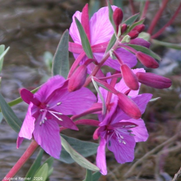 IMG 2008-Jun27 at ToadRiverProvincialPark:&nbsp; River-beauty=Broad-leaved fireweed (Epilobium latifolium) flowers