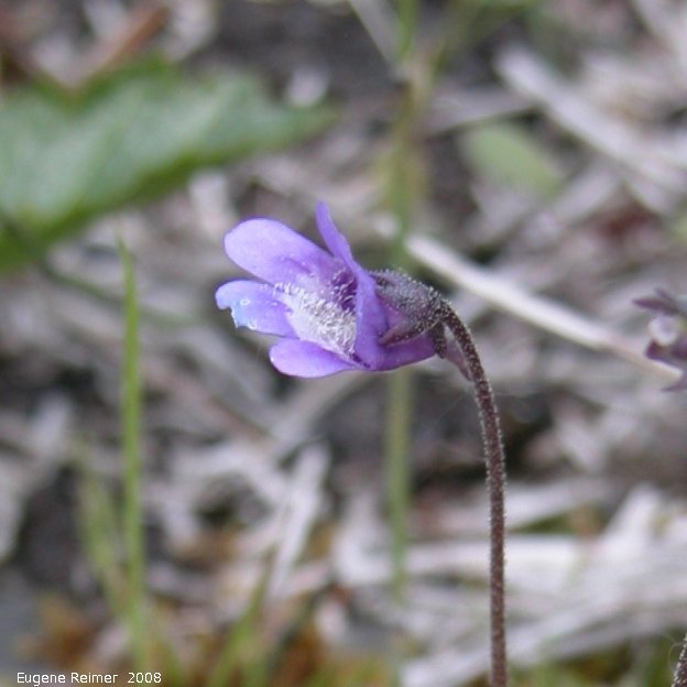IMG 2008-Jun27 at ToadRiverProvincialPark:&nbsp; Butterwort (Pinguicula sp) flower