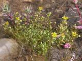Yellow mountain saxifrage=Saxifraga aizoides: clump