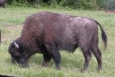 Wood bison: