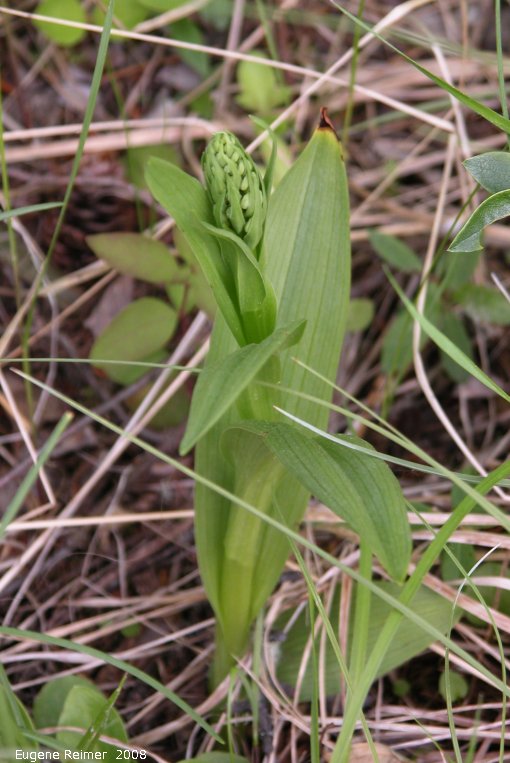 IMG 2008-Jun27 at LiardHotsprings:  Northern green bog-orchid (Platanthera aquilonis) in bud