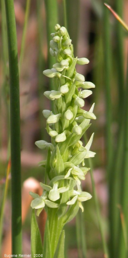 IMG 2008-Jun27 at LiardHotsprings:  Tall green bog-orchid (Platanthera huronensis) spike